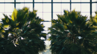 Four Typical Challenges of Growing Palm Trees Indoors Featured Image