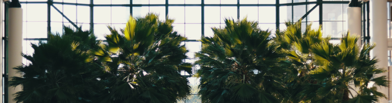 image of growing palm trees indoors in lobby