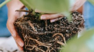 Root Rot in Interiorscapes: How to Spot It and Prevent It Featured Image