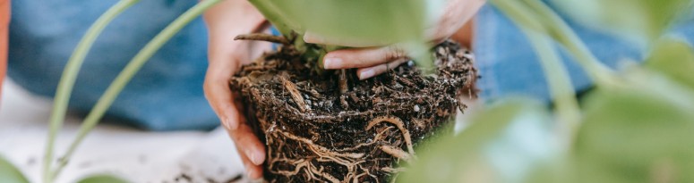 A technician inspecting a plant for signs of root rot