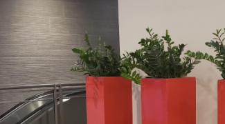 5 Plants for Low Light Office Spaces Featured Image