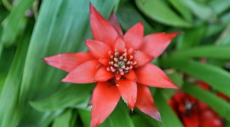 3 Easy Bromeliads for Indoor Landscapes Featured Image
