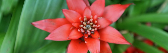 3 easy bromeliads for indoor landscapes - featured image