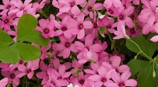 Designing With Shamrocks for St. Patrick’s Day Featured Image