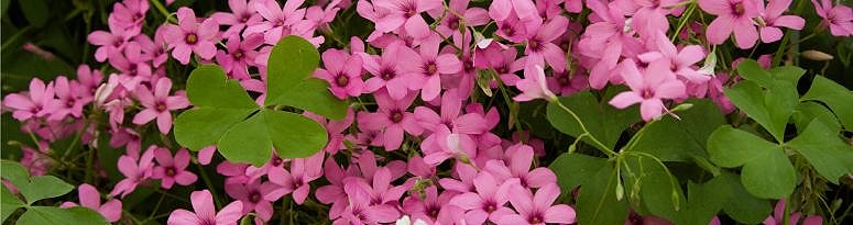 A cluster of vibrant pink Oxalis flowers in full bloom, surrounded by lush shamrock leaves