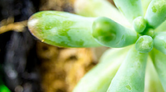 Succulents: A Quick Care Guide [Infographic] Featured Image