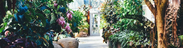 an atrium brought to life by the integration of technology via an irrigation system