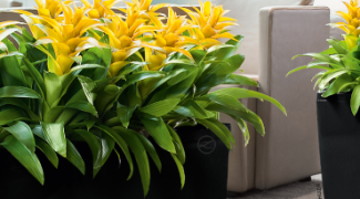 3 Terrible Places to Put Indoor Plants Featured Image