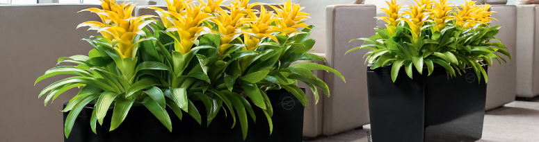 Two black self watering planters in an office hold yellow bromeliad indoor plant
