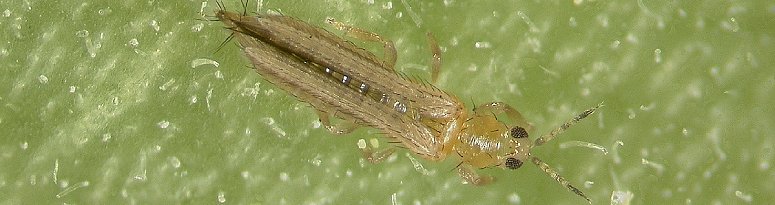 A close-up of a thrips on a green leaf surface, highlighting the tiny insect's body structure and texture