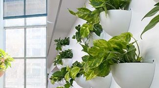 Designing Client Spaces With Wall-Mounted Planters: Tips for Placement, Installation, and Care Featured Image