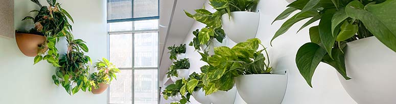 several white and golden bronze wall sconce planters hanging on office wall near blue couch