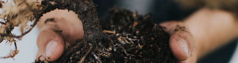 Hands holding a clump of soil with a small plant