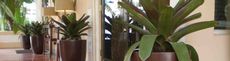 a lobby featuring a row of large-leafed indoor plants in matching dark brown planters on a polished tile floor