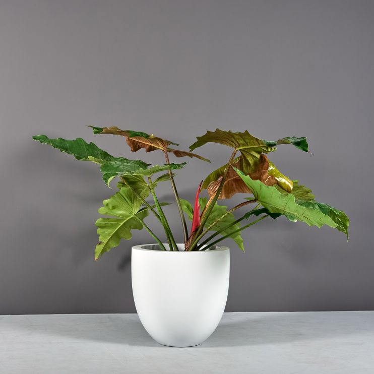 Jay Scotts Fiberglass Alzira Tapered Round Planter (23