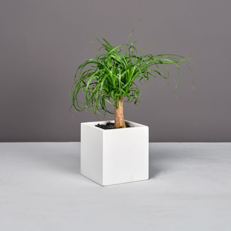 Jay Scotts Fiberglass Tonto Cube Planter - 7