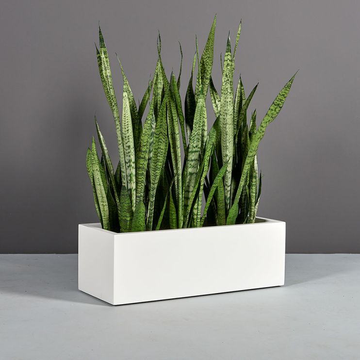 Jay Scotts Fiberglass Cuba Low Rectangle Planter - 14