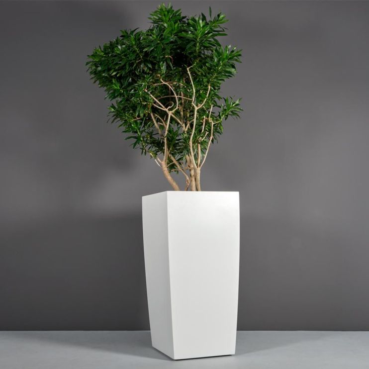 A large tree sits within a modern fiberglass plant container with a classic white finish against a dark gray background.