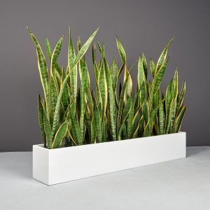 Jay Scotts Fiberglass Wheeling Tabletop Rectangle Planter - 7