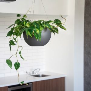 Independence Clymer Bowl Flat Bottom Planter - (10