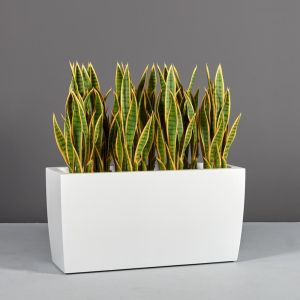 Jay Scotts Fiberglass Panama Tapered Rectangle Planter - 12