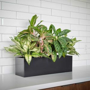 PotLuck Color-Molded Rectangle Planter