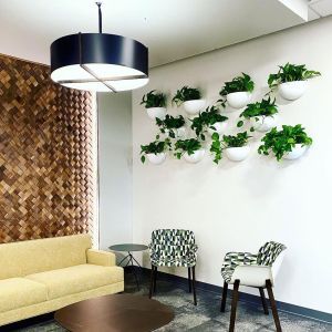 vining plants cascade from white wall planters in the lobby of an office building