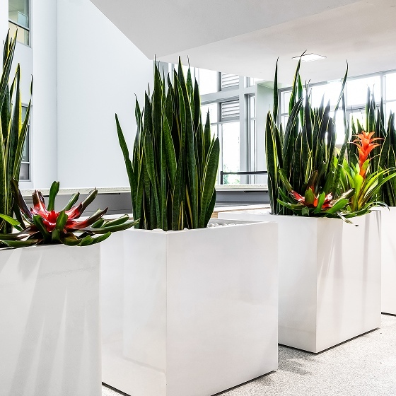 Square Cube Planters