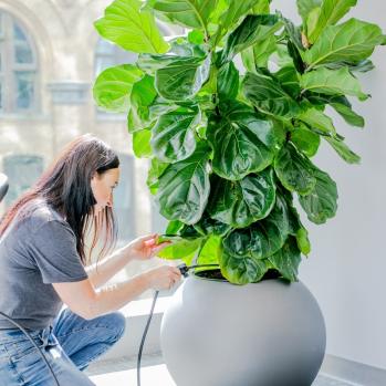 Plantscaper Tips & Guides