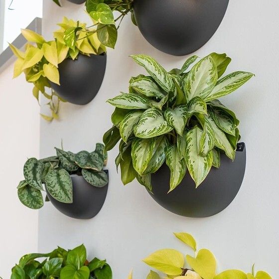 Wall Planter Pots